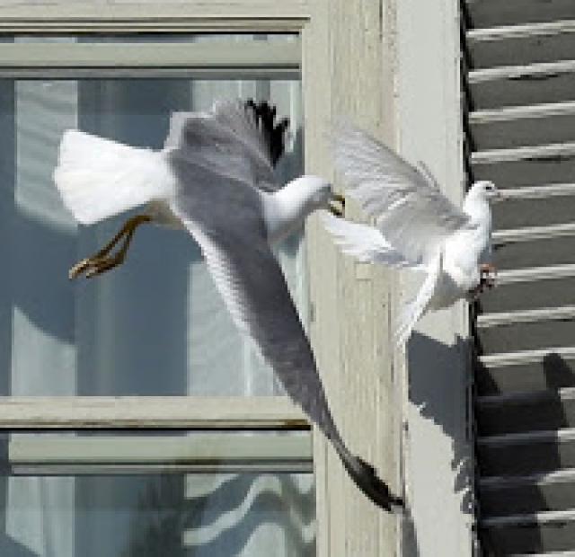 Gaivota ataca pombas da paz soltas pelo Papa