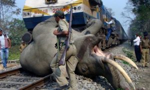 Trem perde o controle e atropela elefante na Índia