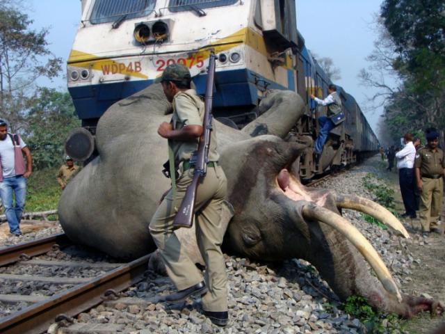 Trem perde o controle e atropela elefante na Índia
