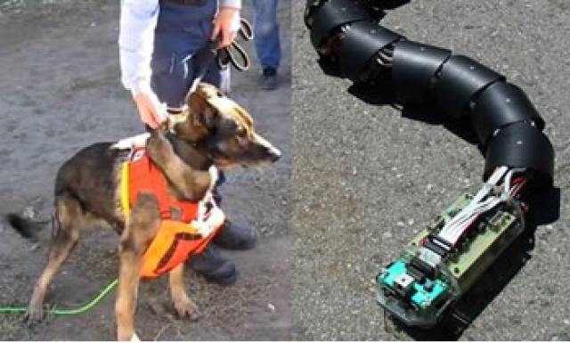 Cachorro e cobra robô vão salvar vidas em terremotos e soterramentos