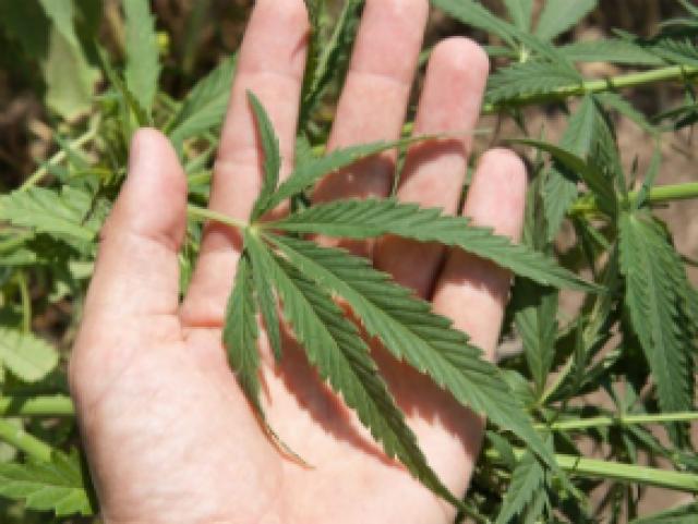 Uruguai defende legalização da maconha na ONU