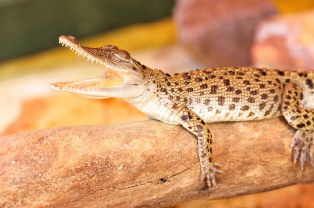 Crocodilo recebe mesmo nome de bebê real