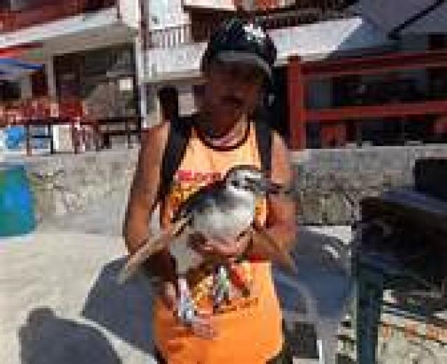 62 pinguins morrem, e praia é vistoriada