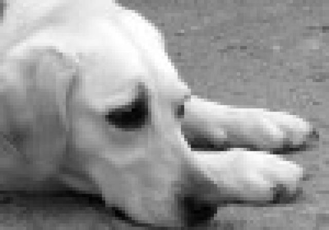 Pessoas têm mais empatia por animais maltratados que por seres humanos