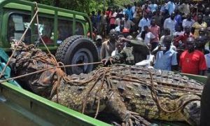 Crocodilo gigante assassino é capturado em Uganda