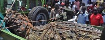 Crocodilo gigante assassino é capturado em Uganda