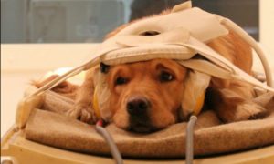 Cachorros entendem os sentimentos dos donos