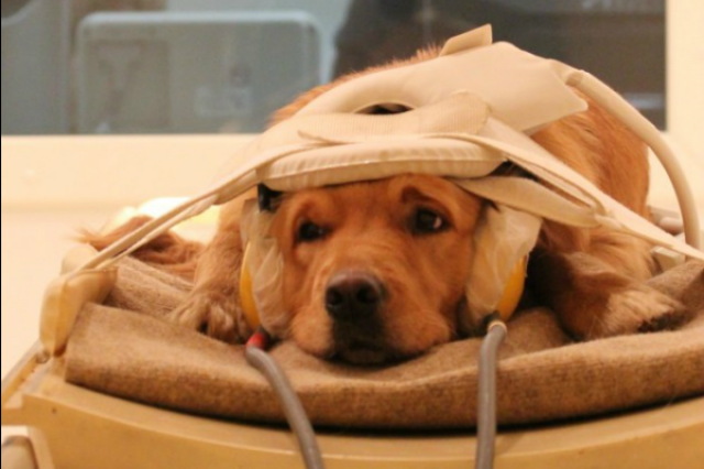 Cachorros entendem os sentimentos dos donos