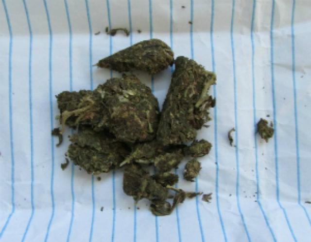 Menino de 5 anos leva maconha de presente para professora