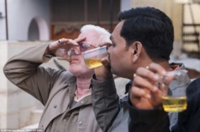 Líderes hindus ensinam que beber urina de vaca pode curar doenças
