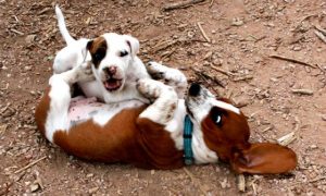 Cachorros adoram passar feriados fora de casa