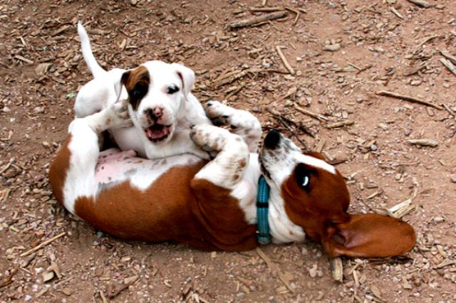 Cachorros adoram passar feriados fora de casa