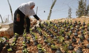 Palestinos usam cápsulas de bombas de gás lacrimogêneo para criar jardim inusitado