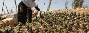 Palestinos usam cápsulas de bombas de gás lacrimogêneo para criar jardim inusitado