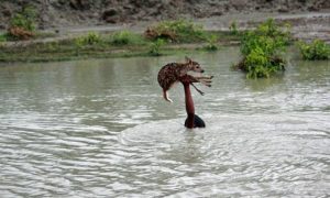 Perdeu a fé na humanidade? Então veja o ato deste pequeno herói