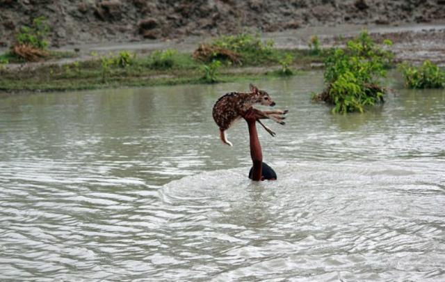 Perdeu a fé na humanidade? Então veja o ato deste pequeno herói