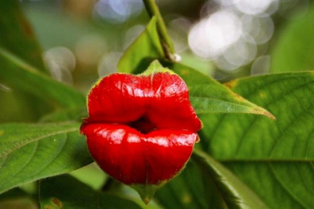 5 flores que mais parecem outras coisas