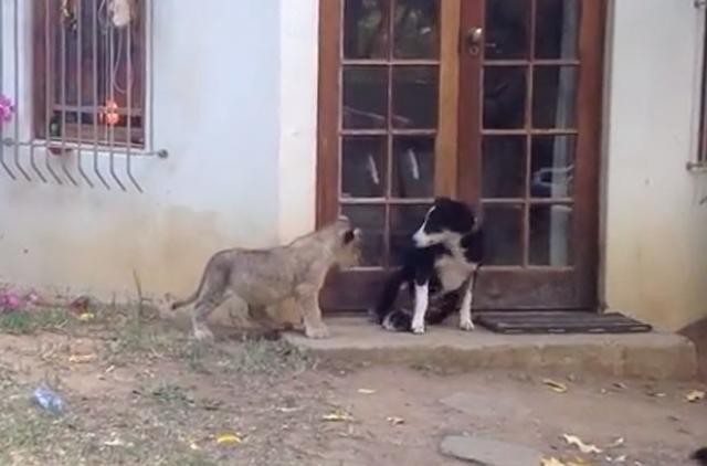 Cão leva susto enorme com filhote de leão ‘sorrateiro’ na África do Sul