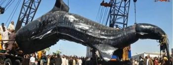 Insano! Pescadores chamam a polícia após capturar tenebroso monstro marinho