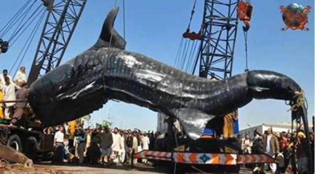 Insano! Pescadores chamam a polícia após capturar tenebroso monstro marinho