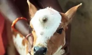 Bezerro com três olhos é adorado como um deus na Índia Bezerro com três olhos é adorado como um deus na Índia
