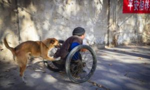 A emocionante história da cadela que empurra seu dono paraplégico para o trabalho todos os dias