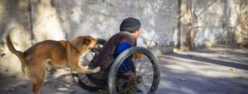 A emocionante história da cadela que empurra seu dono paraplégico para o trabalho todos os dias