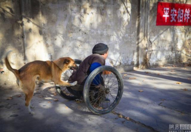 A emocionante história da cadela que empurra seu dono paraplégico para o trabalho todos os dias