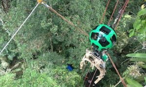 Google presta homenagem à natureza brasileira