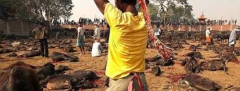 Sacrifícios de milhares de animais à deusa Gadhimai no Nepal