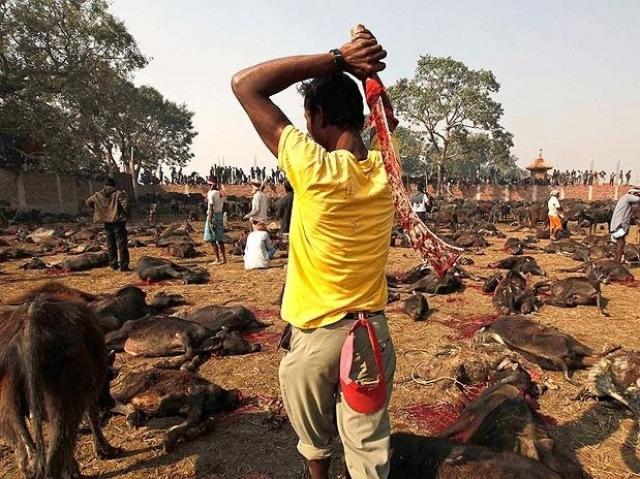 Sacrifícios de milhares de animais à deusa Gadhimai no Nepal