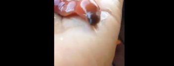 Vídeo mostra verme infernal lambendo uma mão