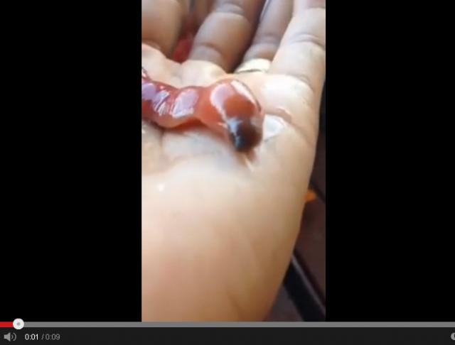 Vídeo mostra verme infernal lambendo uma mão