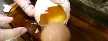 Galinha põe ovos gigantes com outro dentro e especialista explica fenômeno