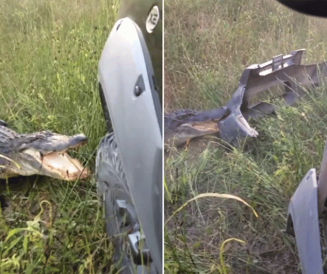Veja jacaré atacando carro e mais animais ‘fora de controle’