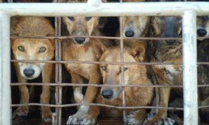 Vietnã debate consumo de carne de cachorro