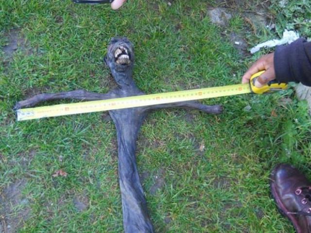 Criatura esquisita achada na África do Sul assusta moradores