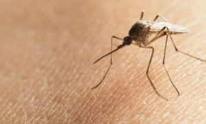 Pesquisadores criam tela eletrostática contra mosquitos
