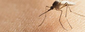 Pesquisadores criam tela eletrostática contra mosquitos