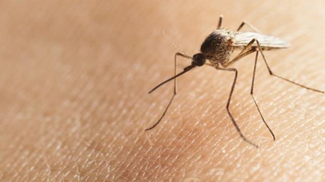Pesquisadores criam tela eletrostática contra mosquitos