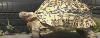 Tartaruga mais veloz do mundo e maior pé humano batem recordes