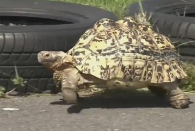 Tartaruga mais veloz do mundo e maior pé humano batem recordes