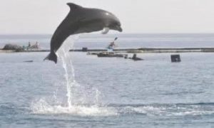 Hamas acusa golfinho de espionar para Israel