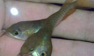 Foto de peixe que teria três cabeças provoca debate na web