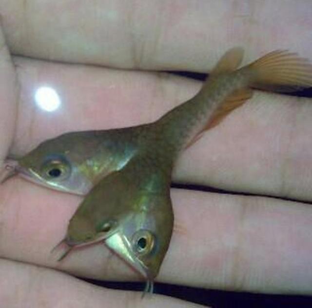 Foto de peixe que teria três cabeças provoca debate na web