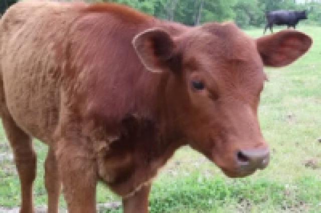 Nascimento de novilha vermelha faz judeus planejarem construção do Terceiro Templo; Animal é visto c