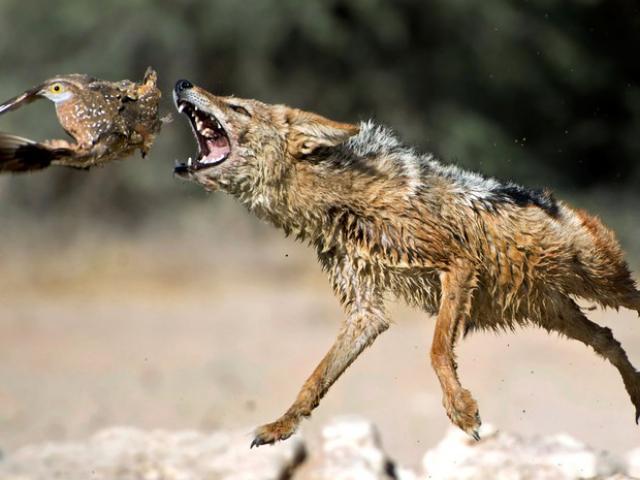 Foto mostra ave escapando por um triz de ataque de chacal na África