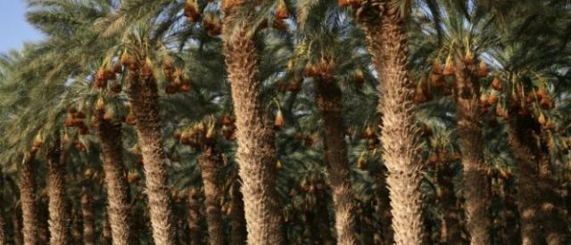 10 principais formas israelenses de combate à desertificação