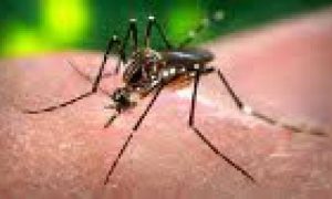 Cabo Verde registrou mais de 7000 casos suspeitos de zika. Nenhum bebê com microcefalia