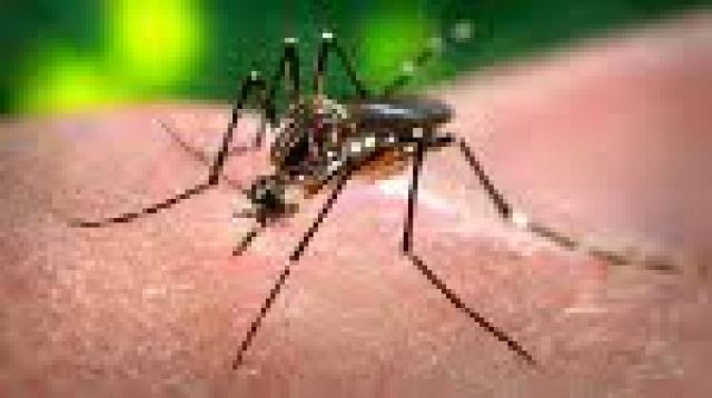 Cabo Verde registrou mais de 7000 casos suspeitos de zika. Nenhum bebê com microcefalia